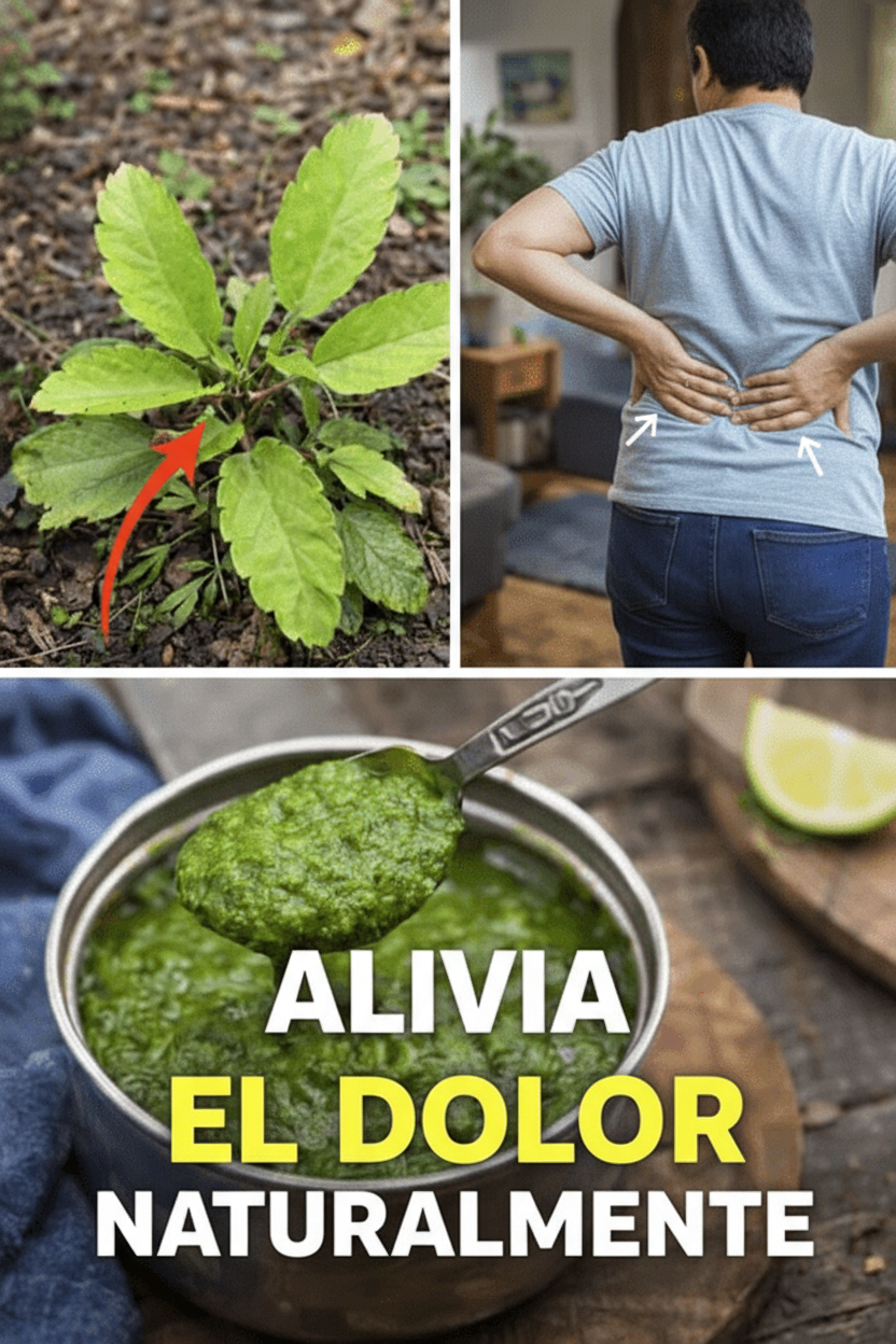 Alivio Natural en tu Jardín: La Planta Sorprendente para Dolor de Espalda y Articulaciones