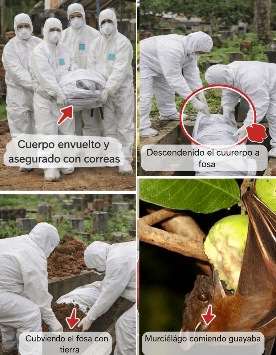 Virus Nipah y la Fruta: Guía Esencial para un Consumo Seguro y sin Miedos