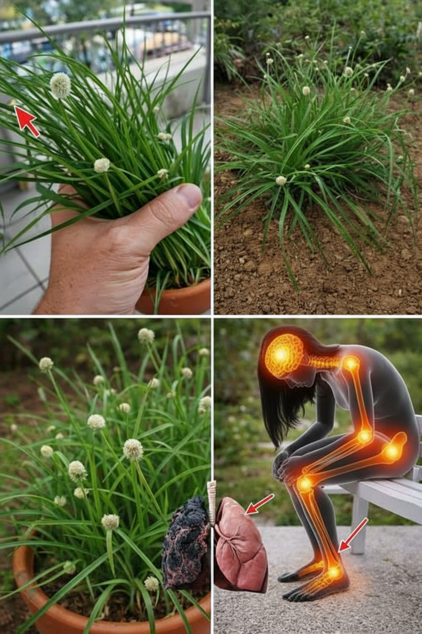 Guía Completa de Kyllinga Nemoralis: Usos Tradicionales, Evidencia Científica y Aplicaciones para el Bienestar Moderno