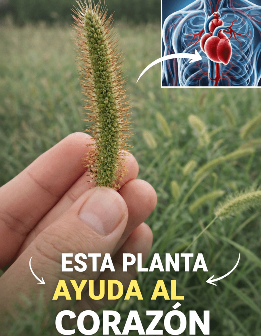 La 'Hierba Cola de Zorro' (Setaria): De 'Mala Hierba' a Recurso Inesperado en Tu Jardín