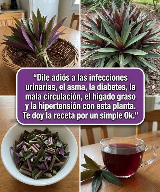 🌿🍃 Maguey (Agave): Redescubriendo los Asombrosos Beneficios de esta Planta Ancestral