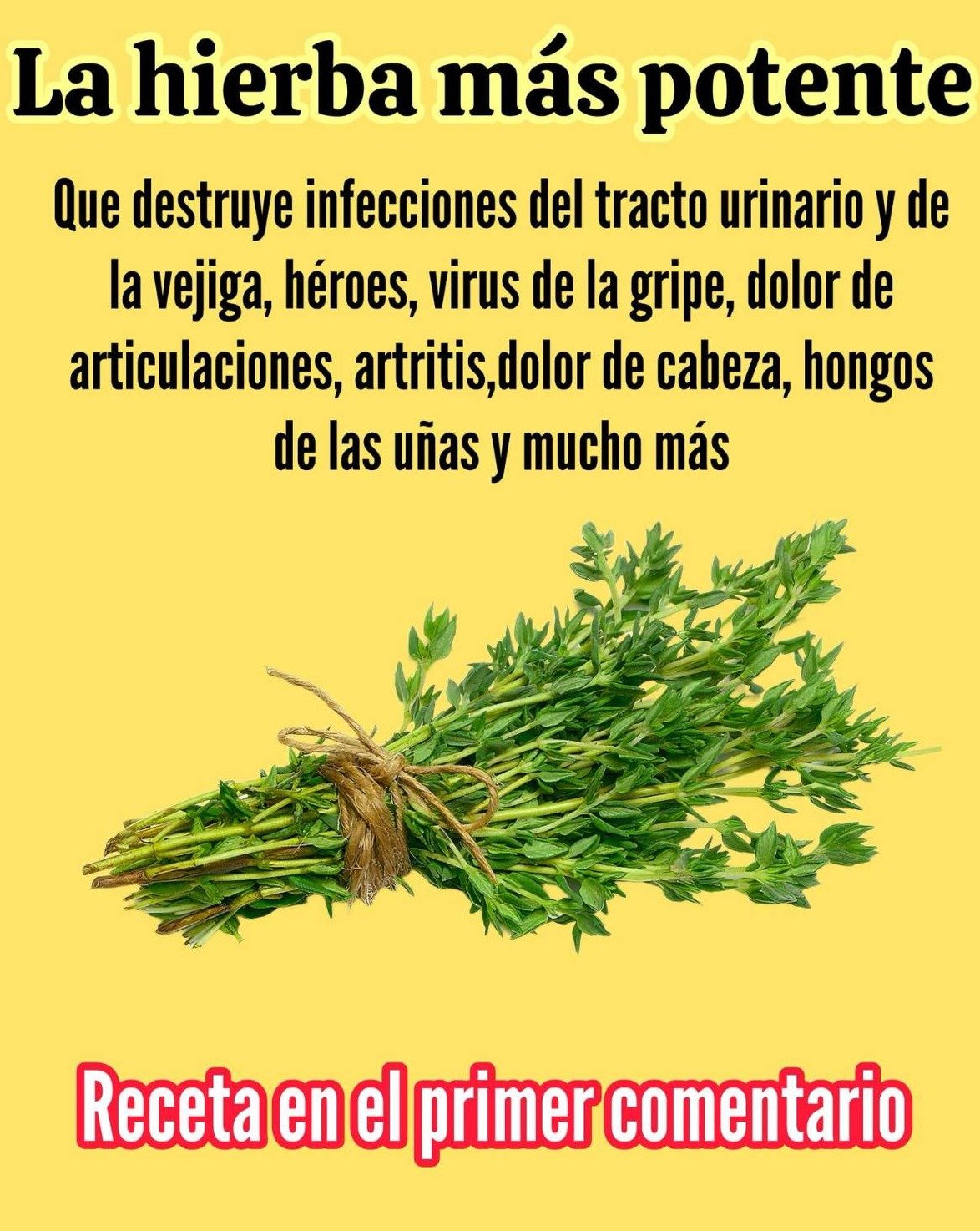 ¡El Secreto Olvidado de tu Cocina! 🌿 Descubre Cómo Esta Hierba Revoluciona tus Pulmones, Digestión y Energía (Nadie Te Lo Había Contado)