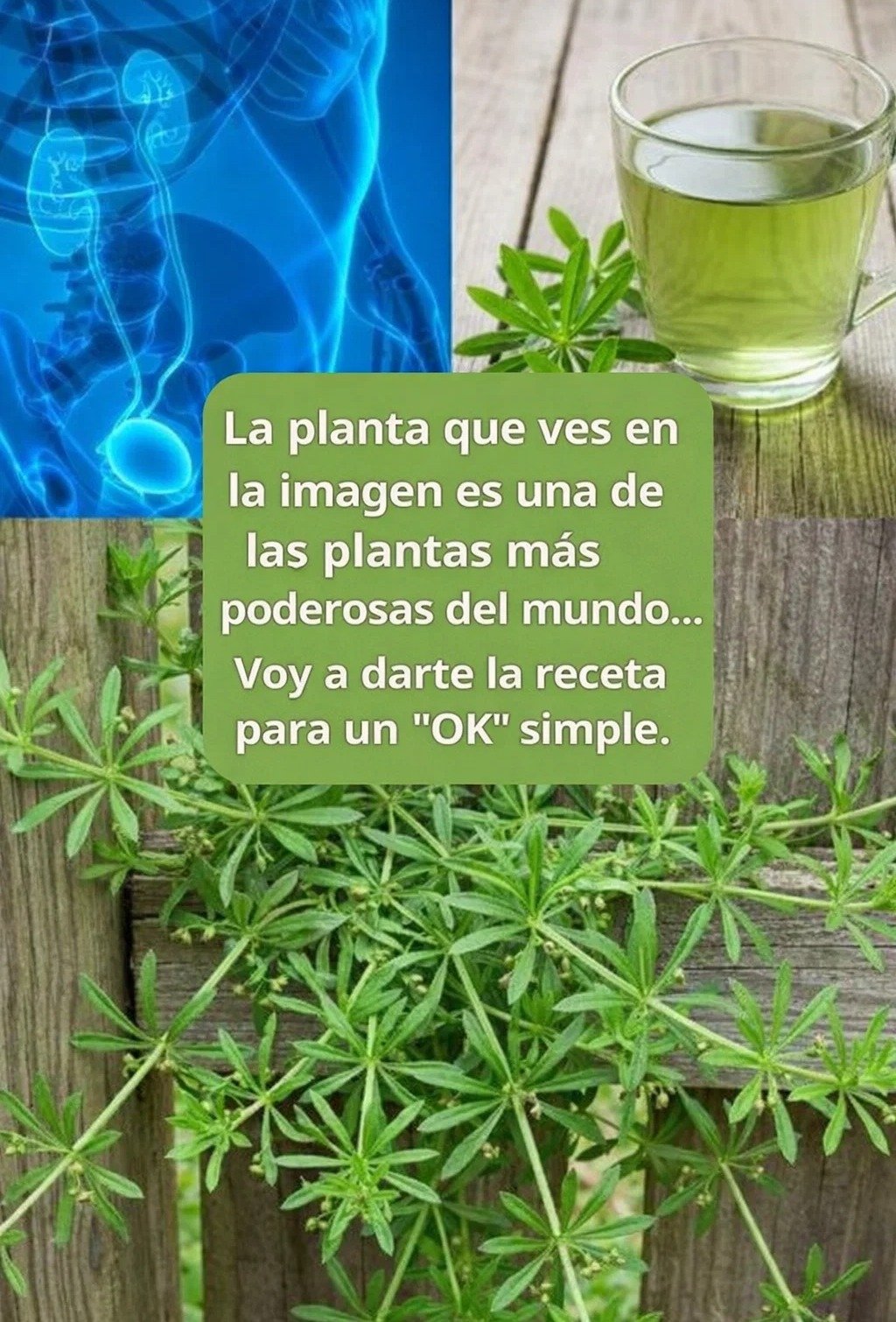 🌿 Llantén pegajoso (Galium aparine): Un desintoxicante natural suave con impresionantes ventajas para tu bienestar
