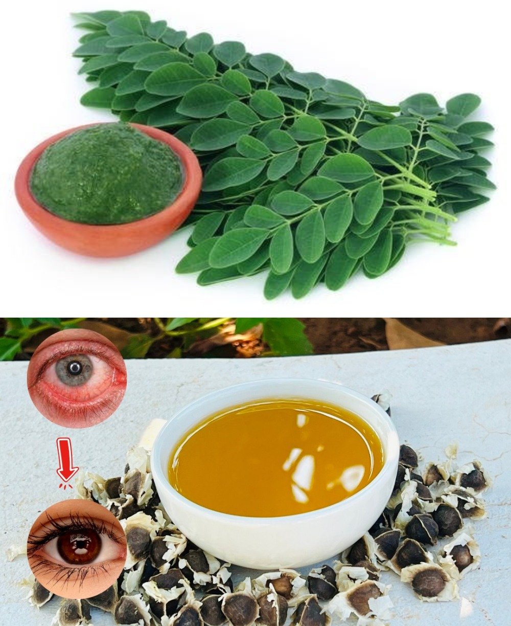 🌿 El Poder Secreto de las Semillas de Moringa: 12 Beneficios Vitales que tu Médico Podría No Compartir