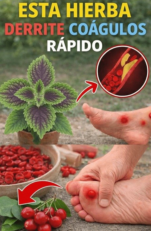 ¡Alerta +40! El ÚNICO error con hierbas que está HINCHANDO tus piernas (y nadie te lo ha dicho)