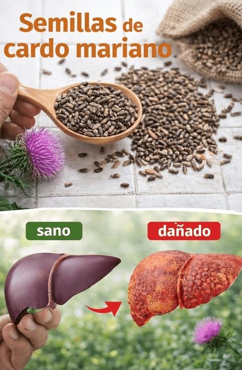 El Hábito de 1 Minuto con Cardo Mariano que el 95% de los Adultos Ignora (¡Y Necesitas Saber YA!)