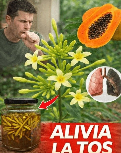 ¡El SECRETO mejor guardado! ¿Ignoras esta flor común que podría TRANSFORMAR tu bienestar respiratorio?