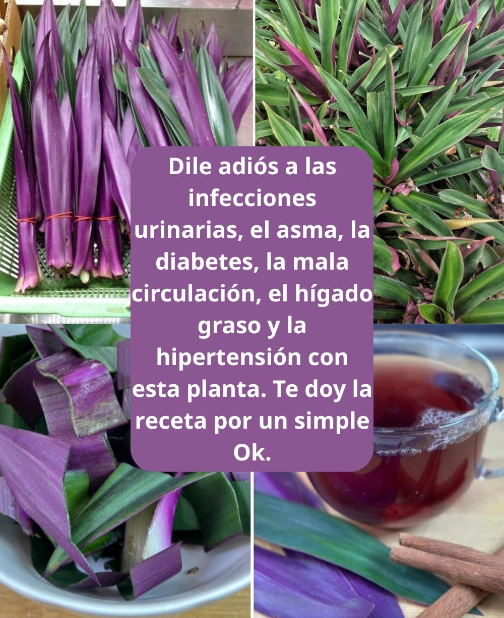 Los Extraordinarios Beneficios del Maguey Morado para tu Salud y su Preparación