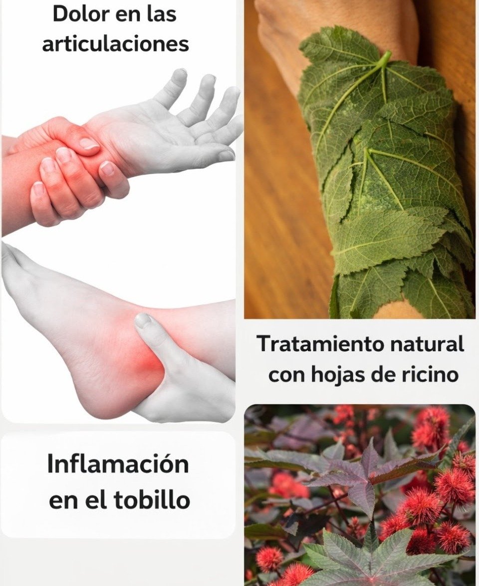 Aceite de Ricino: Guía Completa para tu Bienestar y la Transformación de tu Cabello