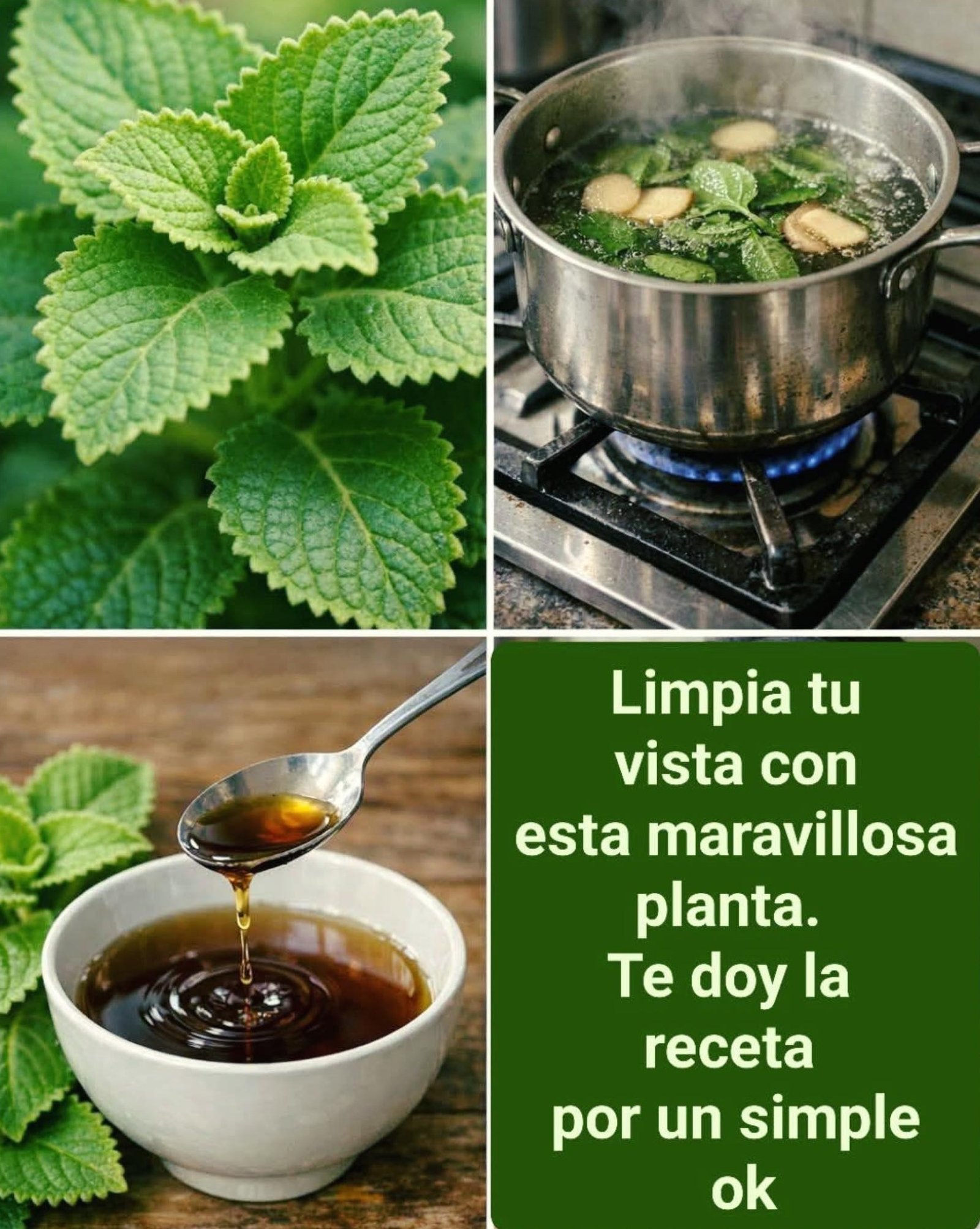 ¡Alerta! Este Remedio Natural de Orégano Orejón Podría CAMBIAR Tu Vista para Siempre (No te lo Pierdas)
