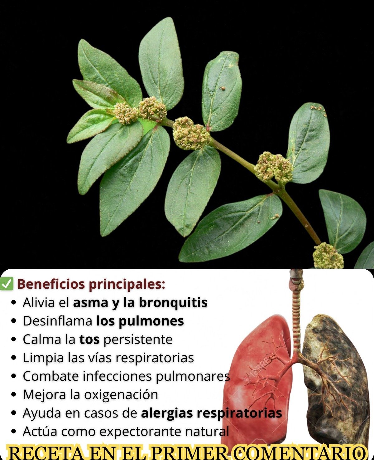 🌿 Beneficios de la Euphorbia hirta: propiedades, usos y precauciones esenciales