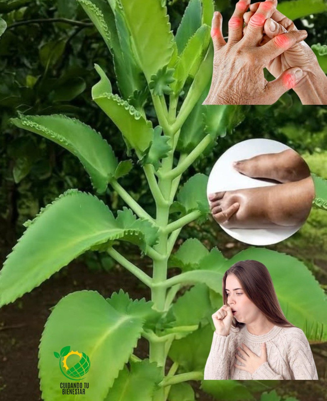 Kalanchoe: La Planta Suculenta que Impulsa tu Bienestar Naturalmente