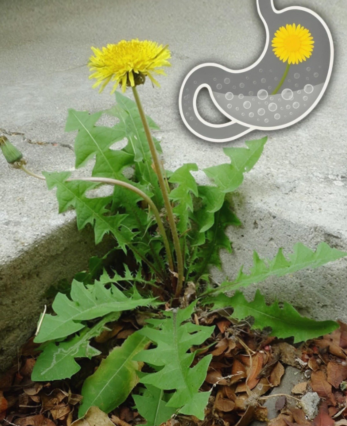 Dandelion: The 'Weed' You Should Be Eating! Uncover Its 7 Hidden Health Superpowers