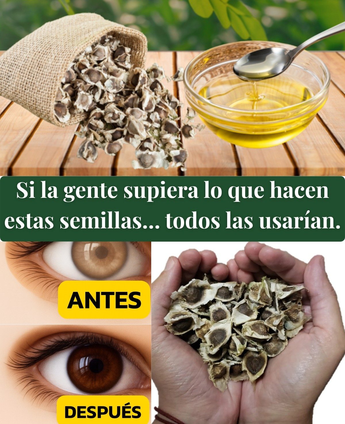 🌿 Semillas de Moringa: Un Superalimento Natural para la Salud Hepática y el Control del Colesterol