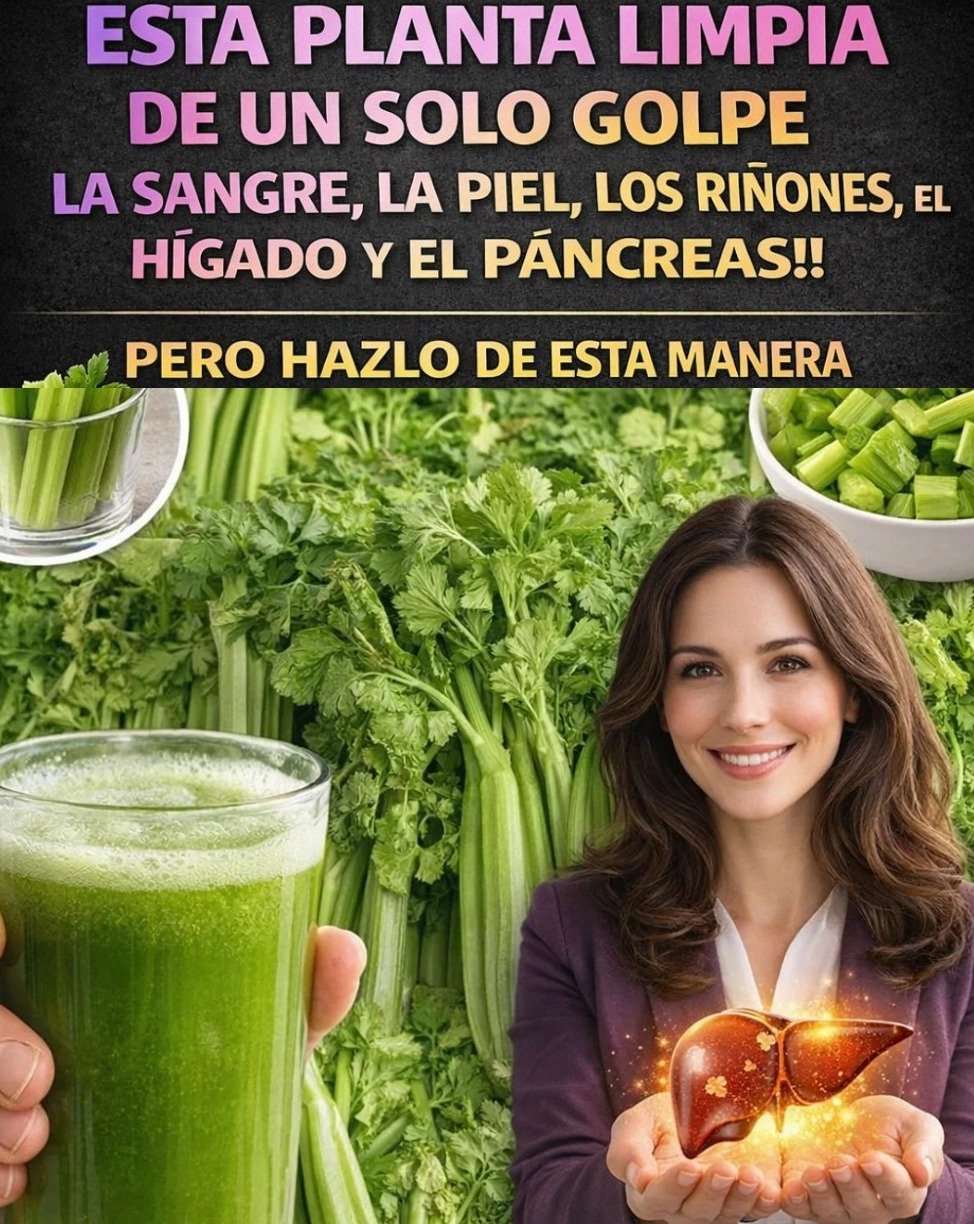 🥬 ¡Alerta Viral! Descubre los 5 Efectos REALES del Jugo de Apio en Ayunas (¡Lo que Nadie Te Cuenta y Cómo Evitar Errores Comunes!)