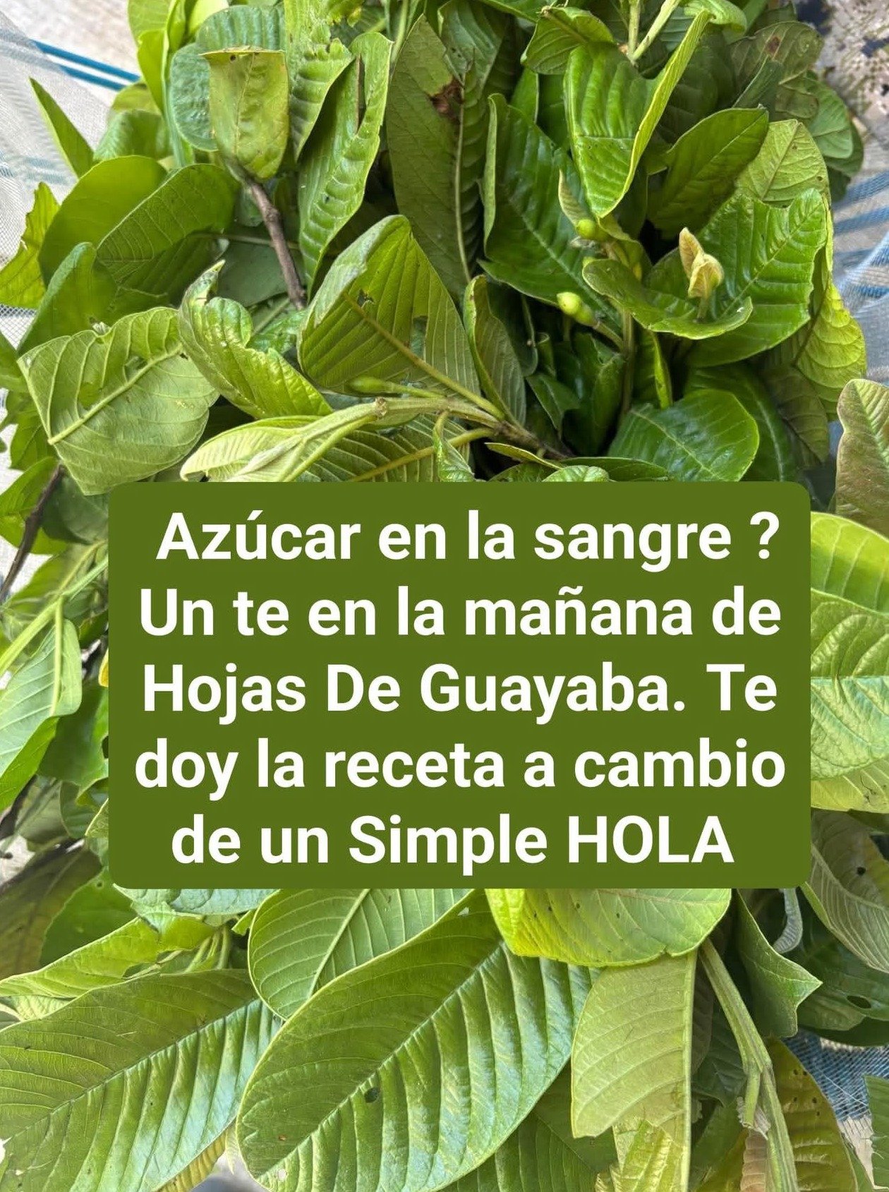 ¡El Secreto Olvidado! 🤫 Las Hojas de Guayaba: Tu Aliado Natural para Digestión, Azúcar y Defensas (¡No Vas a Creer el #2!)