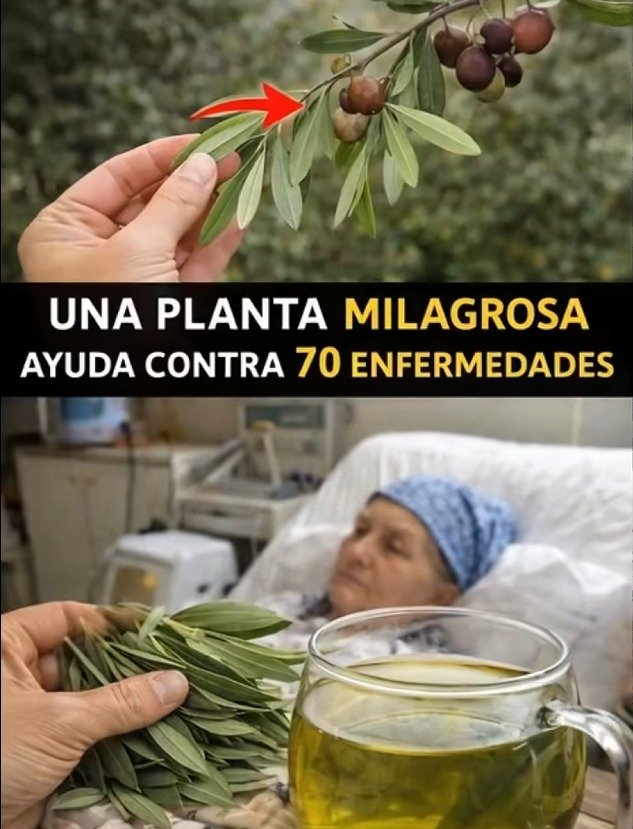 🌿 Desmintiendo el 'remedio milagroso': ¿Es verdad que cura 70 enfermedades y es el secreto de la longevidad?