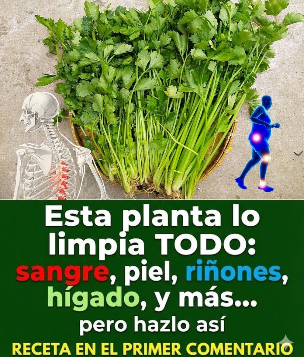 Jugo de Apio para la Salud Renal: Desmontando Mitos y Revelando la Verdad (Guía Completa)