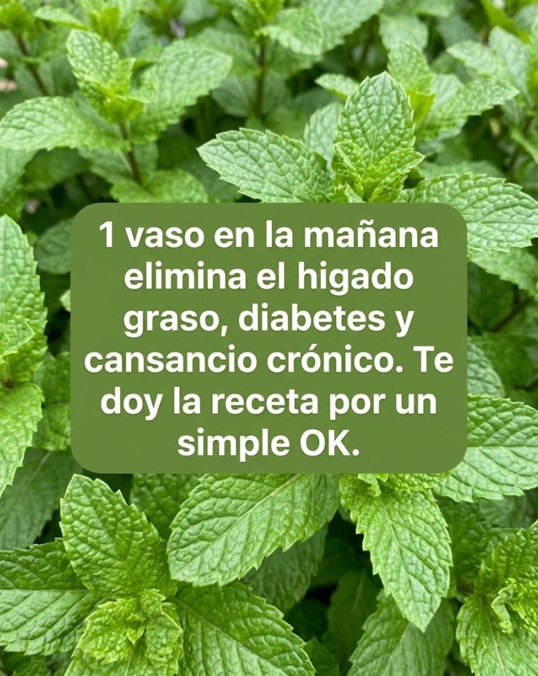 El Secreto Olvidado: 7 Razones Por Las Que Debes Empezar a Tomar Hierbabuena con Limón HOY Mismo (¡Tu Cuerpo Te Lo Agradecerá!)