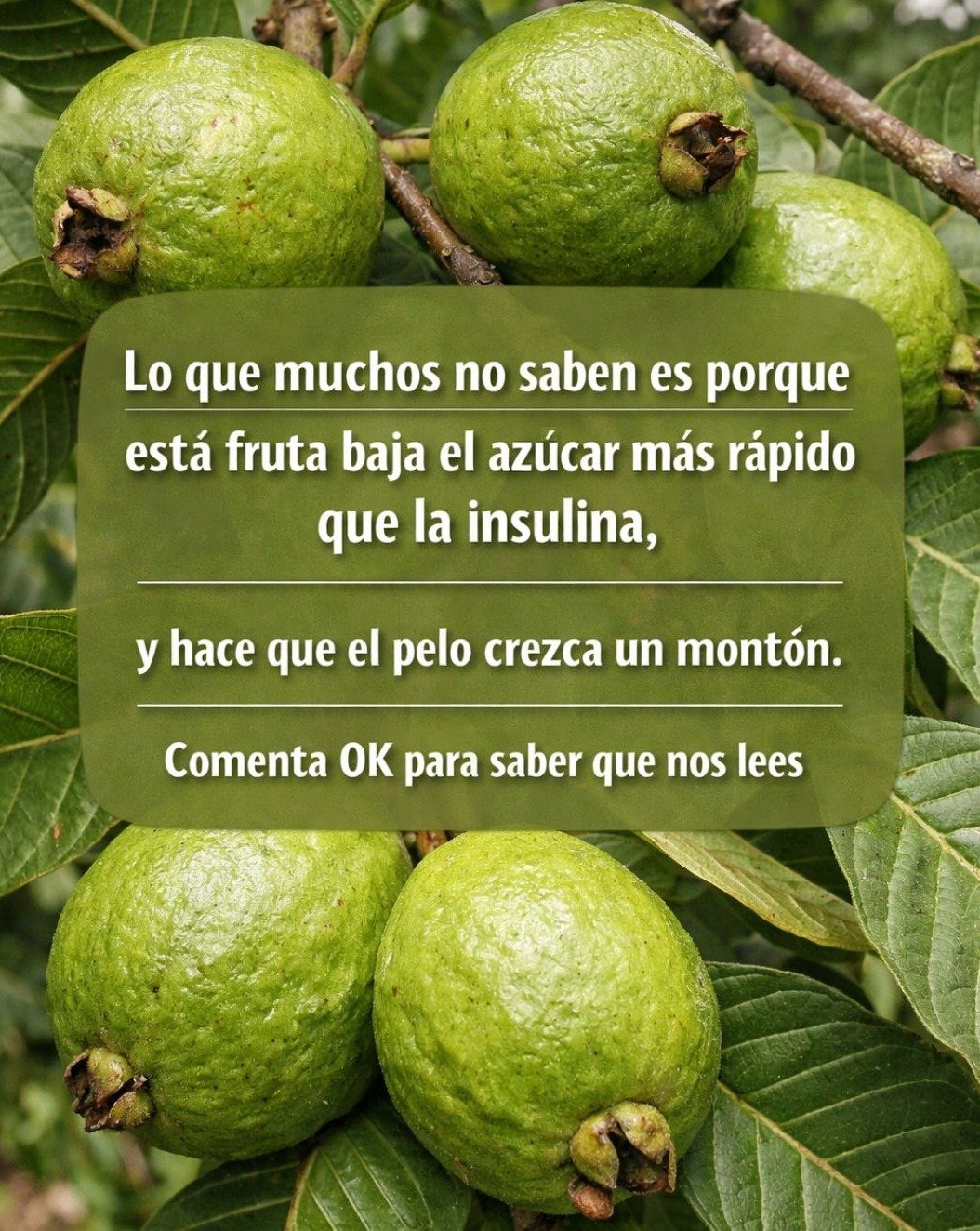 ¡No Te lo Pierdas! 😱 7 Recetas Secretas con Guayaba que Dispararán Tus Defensas y Transformarán Tu Salud