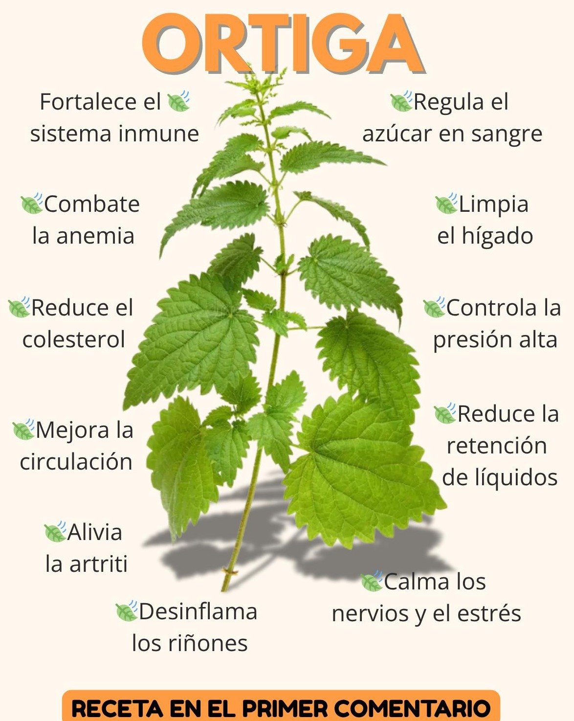 ¡Alerta Salud! Esta 'Mala Hierba' Esconde el Secreto para Transformar Tu Cuerpo y Mente (No te lo creerás)
