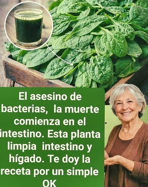 ¡Alerta Cerebral! 🧠 Esta Planta Verde Escondía un Secreto Milenario para Tu Memoria (¡La Ciencia lo Confirma AHORA!)