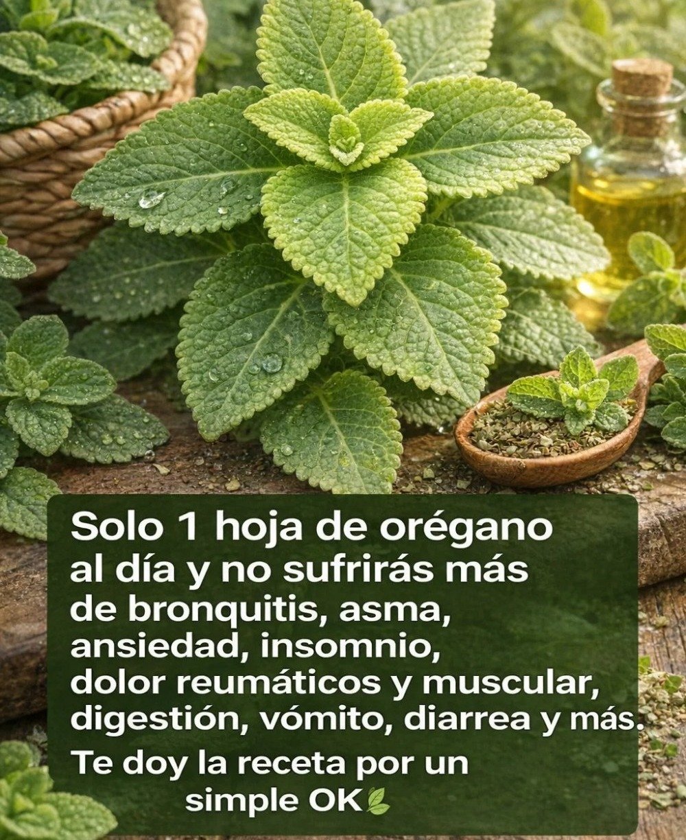 🌿 Una Hoja de Orégano al Día: El Sencillo Hábito Natural que Puede Transformar Tu Salud 💚