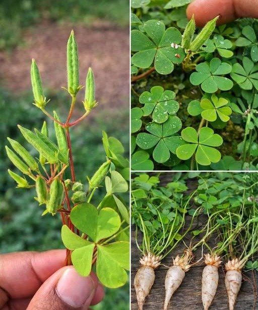 Descubre los Sorprendentes Beneficios de la Acedera: Una Planta que No Deberías Descartar de Tu Jardín y Cómo Integrarla