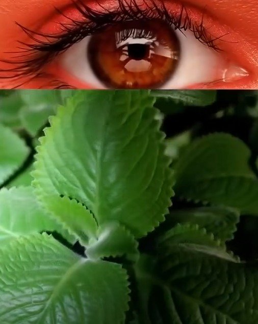 ¡Tu cocina esconde un tesoro! Descubre los 7 PODEROSOS beneficios del té de orégano que nadie te ha contado (y cómo prepararlo)