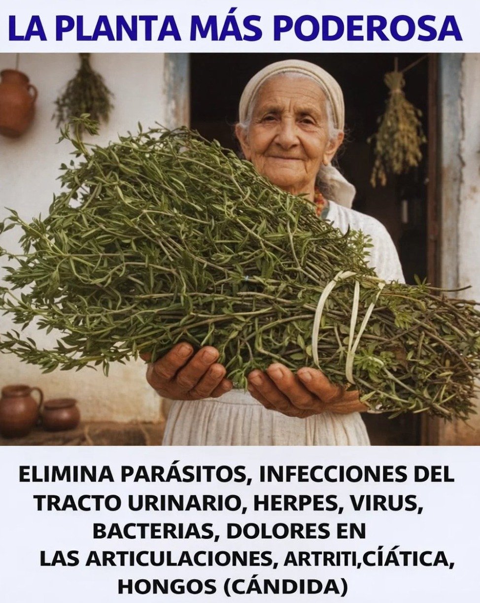 La 'Planta Más Poderosa' que Todos Buscan: ¿Es el Secreto de la Eterna Juventud o un Engaño Viral? ¡La VERDAD que DEBES Saber YA!