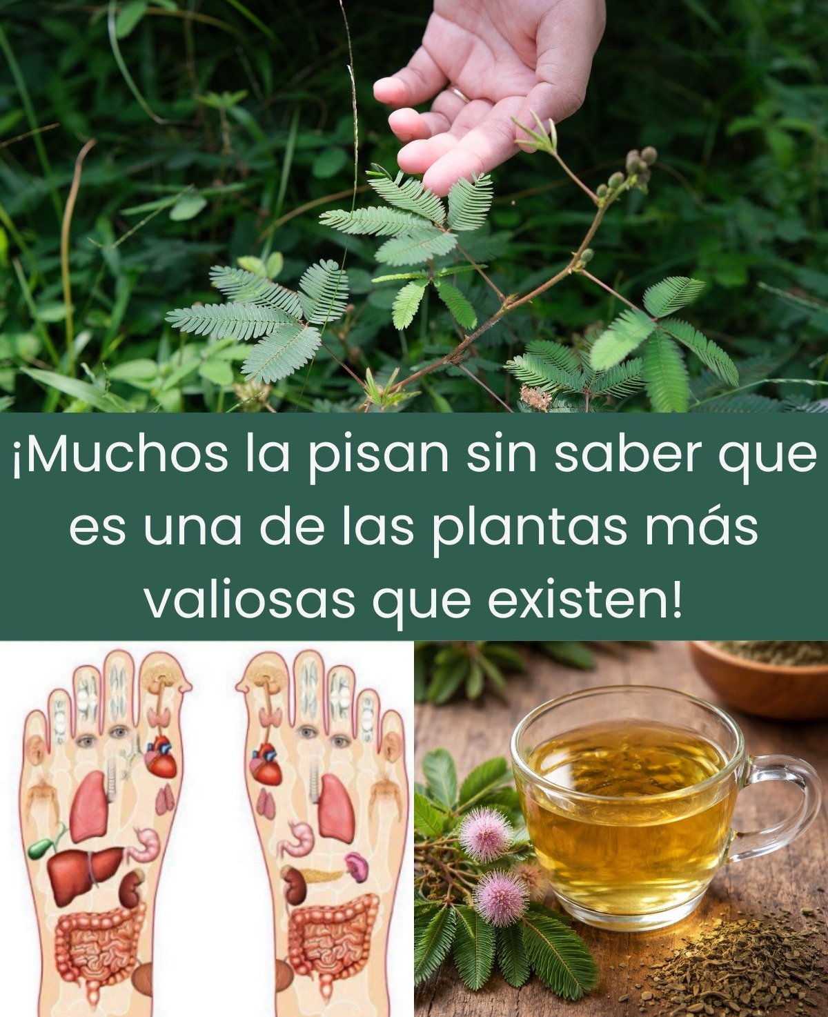 Uncover the Secrets of Mimosa Pudica: The 'Shy Plant' with Jaw-Dropping Health Benefits! 🌿