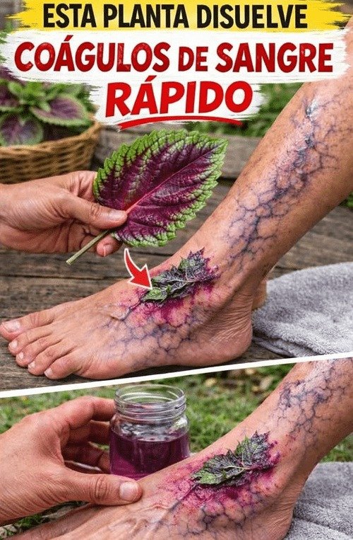 ¡Adiós Piernas Pesadas! El Secreto de 5 Hábitos y Hierbas Antiguas para una Circulación Imparable que Debes Conocer YA