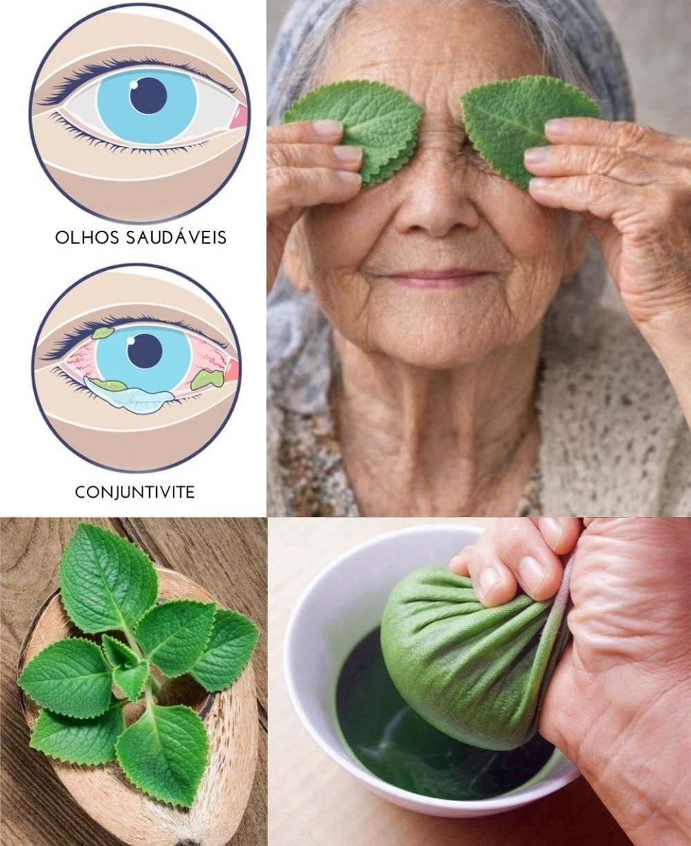 🌿 Orégano Orejón para la Vista: Descubre sus Efectos Reales en tu Organismo