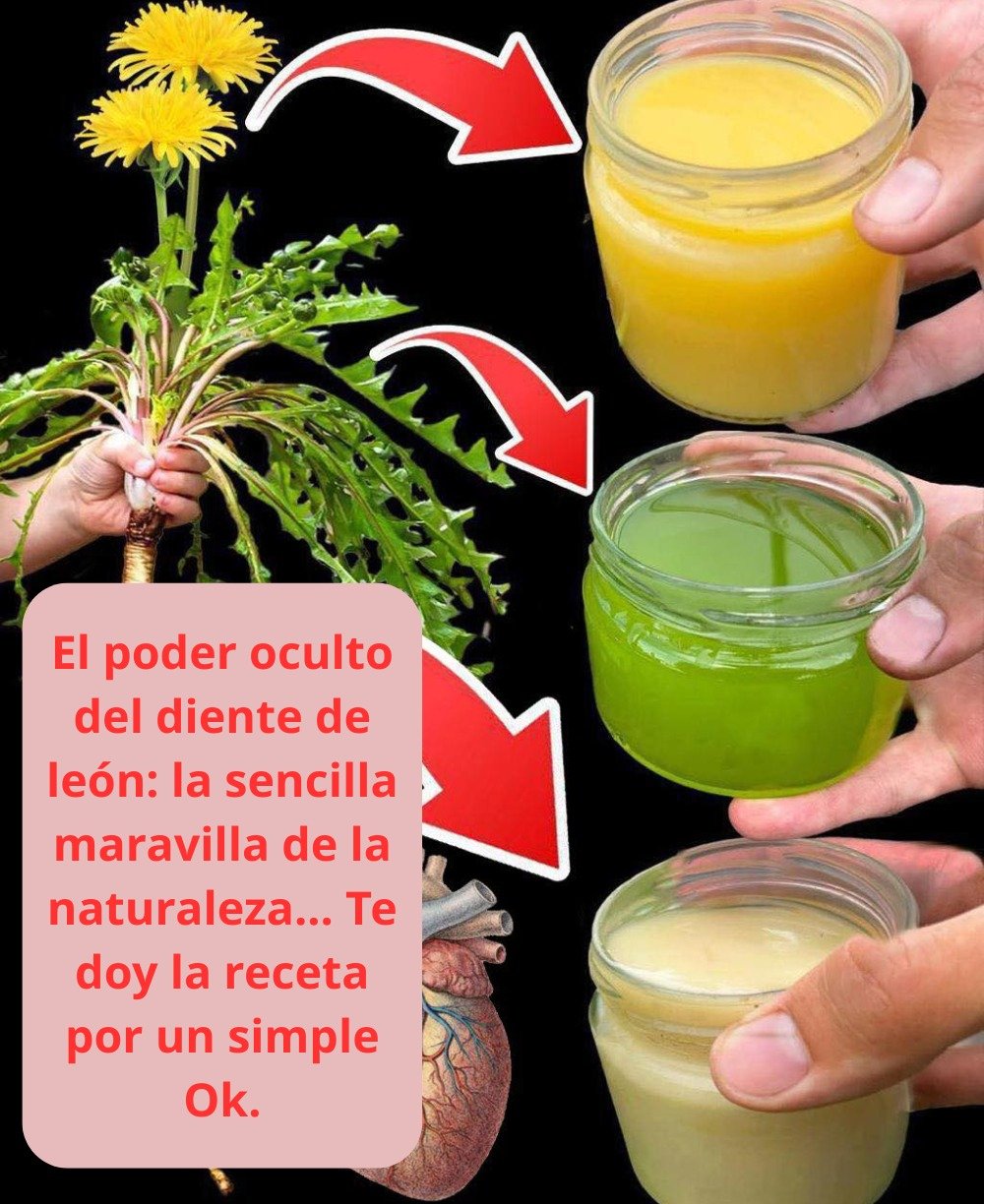 🌼 El Diente de León: Un Superalimento Natural con Incontables Beneficios para la Salud