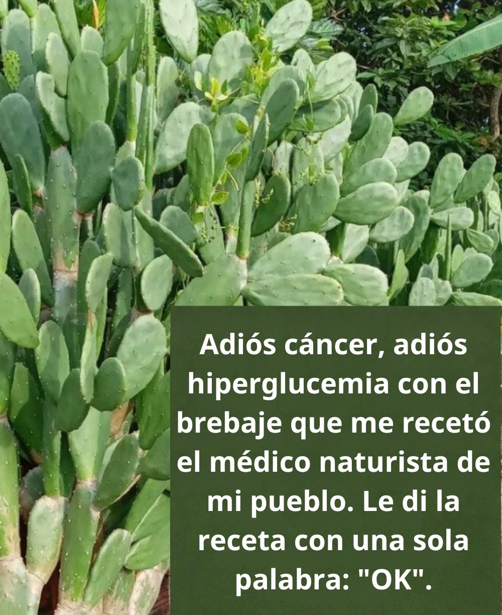 Nopal: El