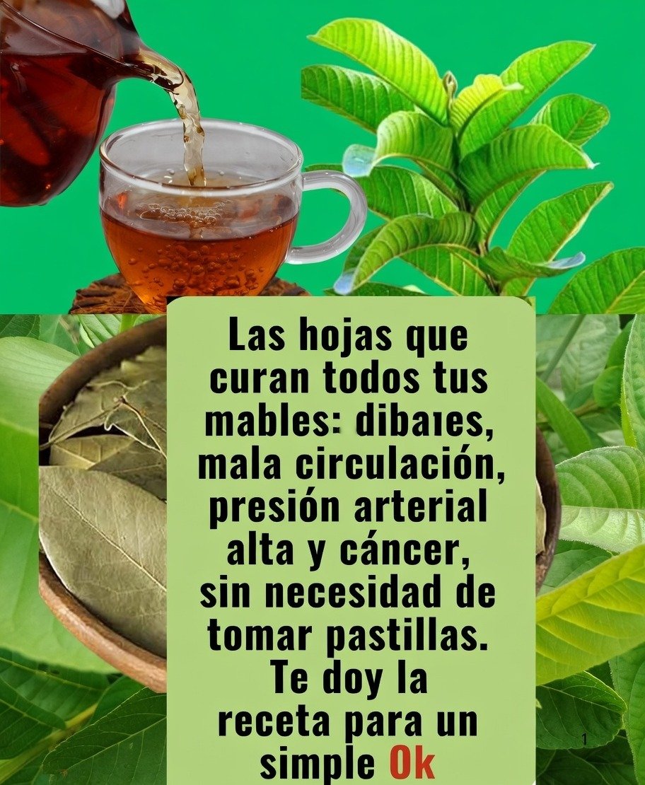 Hojas Naturales que Pueden Apoyar el Control del Azúcar en la Sangre