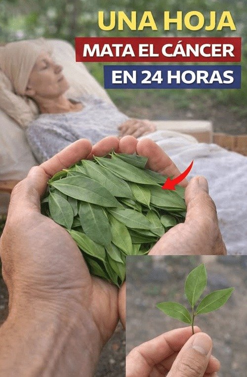 ¡ALERTA! La Hoja 'Natural' que Todos Comparten: ¿Un Milagro O el Error Silencioso que NADIE te Advierte?