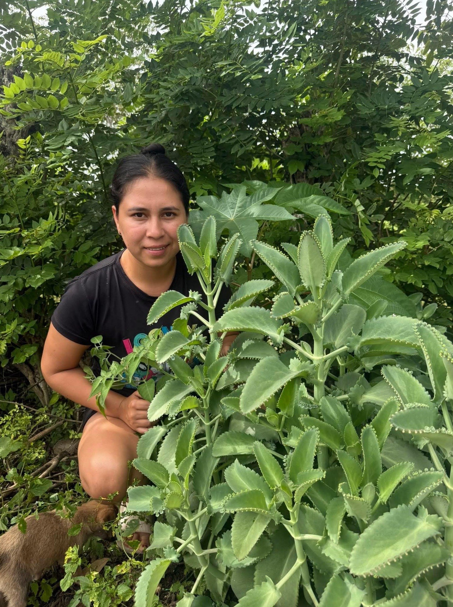 ¡ALERTA! 🚨 El Kalanchoe: La Planta 'Milagrosa' que Podría Estar Poniendo en RIESGO Tu Salud (Lo que NADIE te dice)