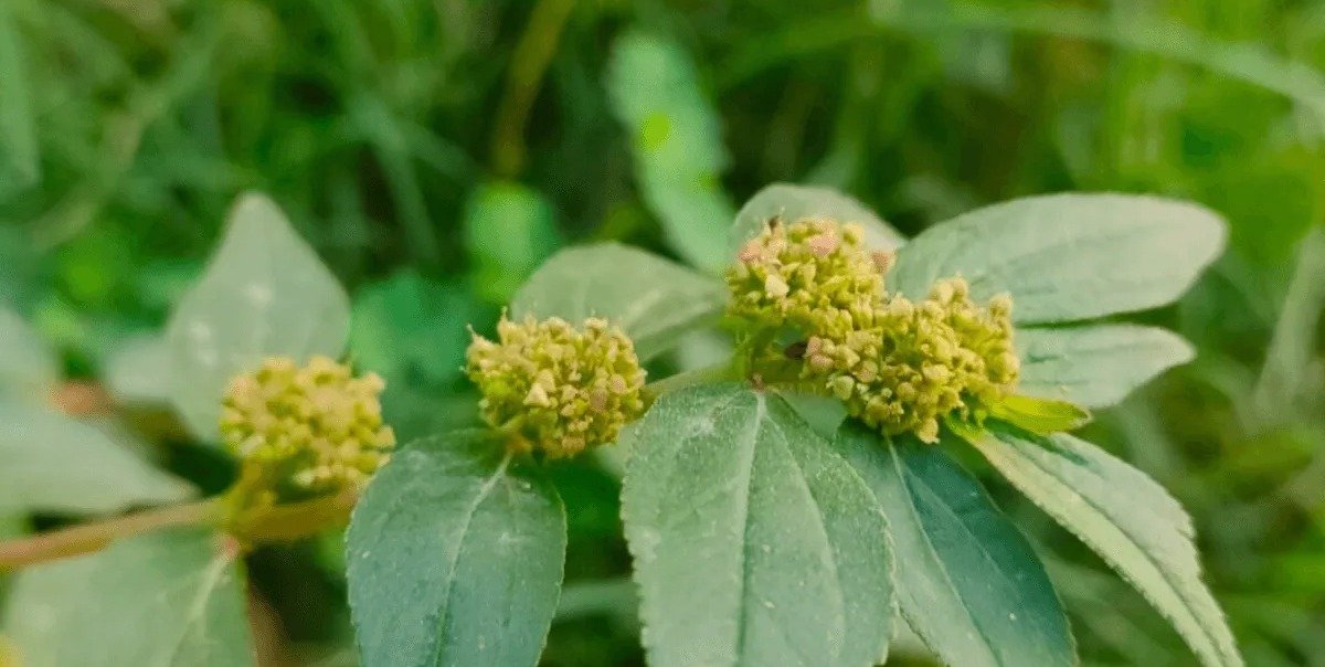 Elaboración de una Infusión de Euphorbia Hirta: Guía Paso a Paso
