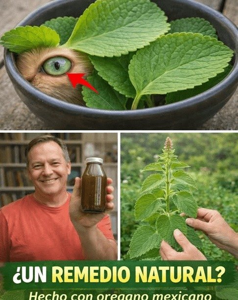 ¡No ignores tus ojos cansados! El secreto ancestral con orégano mexicano que tu vista te suplica conocer ANTES de que sea tarde