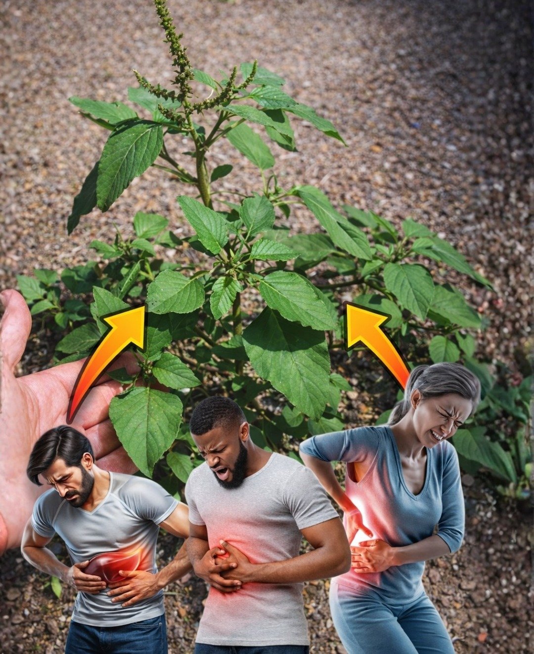 🌿 Amaranthus spinosus: Descubre los Sorprendentes Beneficios de esta Planta Silvestre Olvidada para tu Bienestar