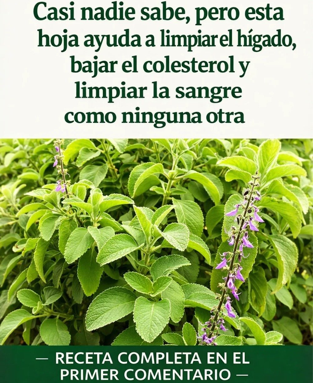 🌿 Boldo Depurativo: La Poderosa Planta Natural que Favorece la Salud Hepática