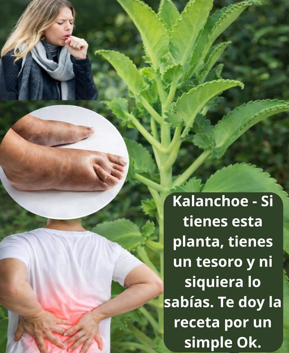 Kalanchoe: Un Aliado Natural para Transformar tu Bienestar