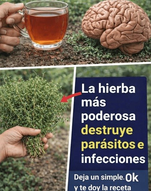 ¡El 90% lo hace MAL! Este error común al preparar tu tomillo te está robando sus INCREÍBLES beneficios