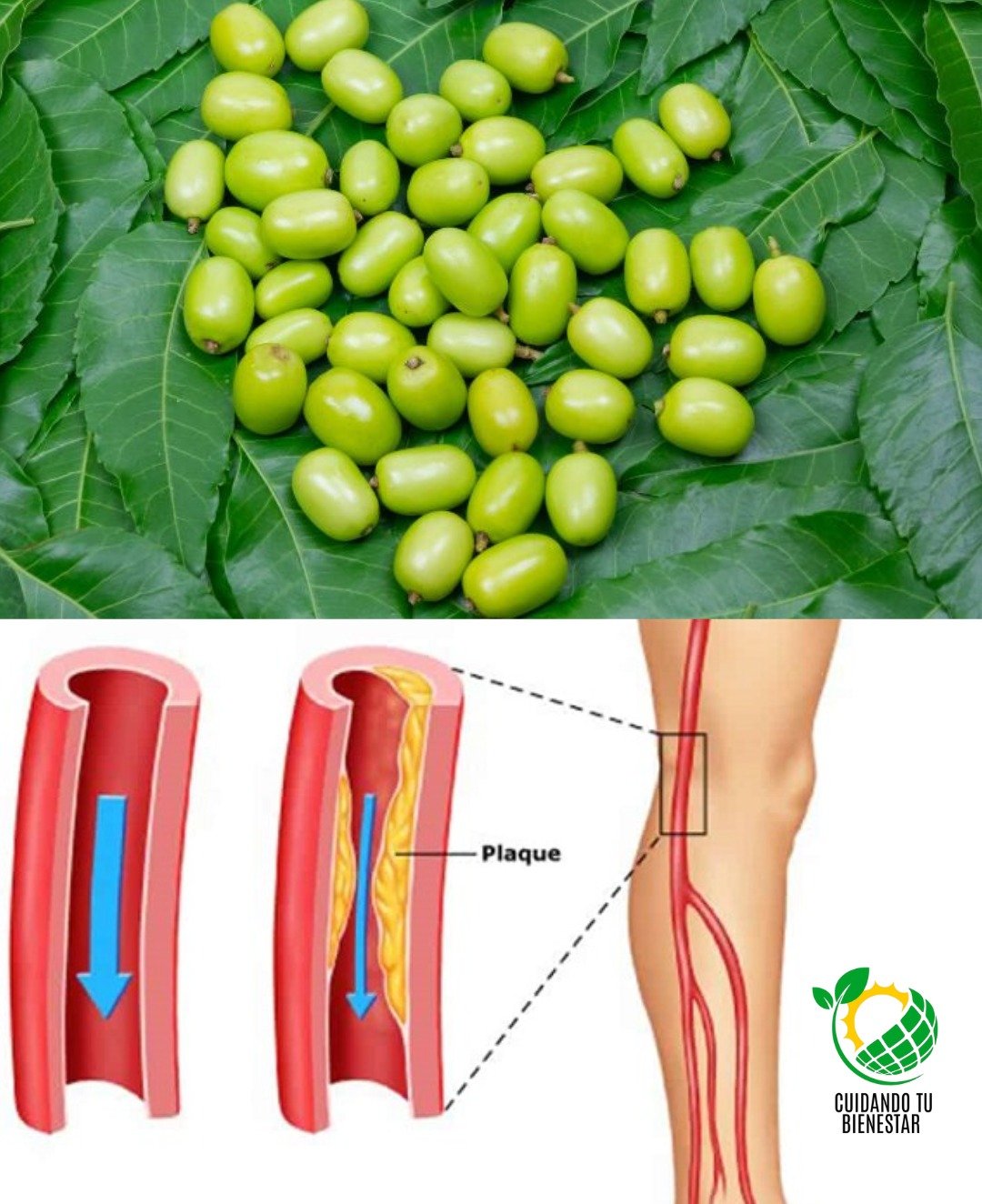¡La Prodigiosa Hoja que Revolucionará tu Bienestar! 🌿💪