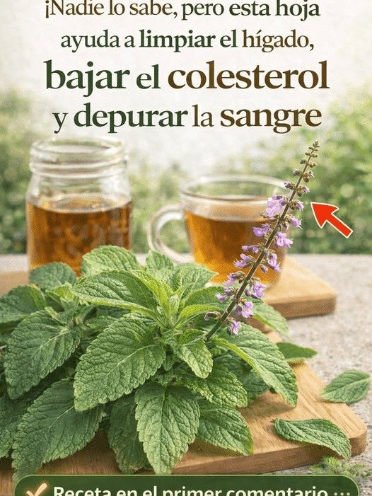 ¡No ignores esta hoja! El secreto ancestral para una digestión ligera que casi nadie usa bien (y el error que te impide sentirte mejor)