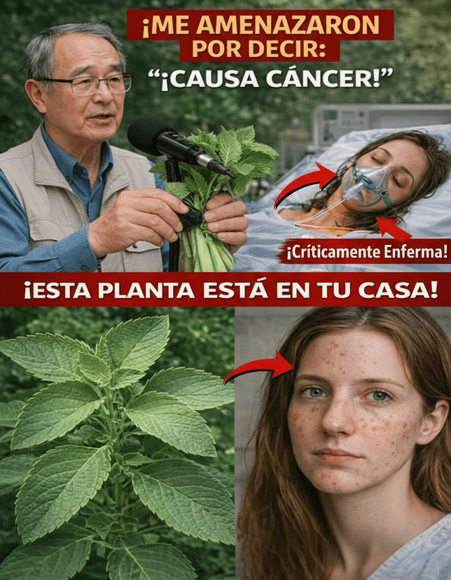 Revelación de Médico Japonés: La Verdura Común con Potencial Vínculo al Cáncer y Estrategias de Prevención