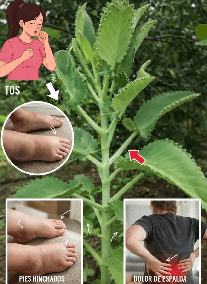 🌿 Kalanchoe: Un Tesoro Verde Escondido que Impulsa tu Bienestar Diario