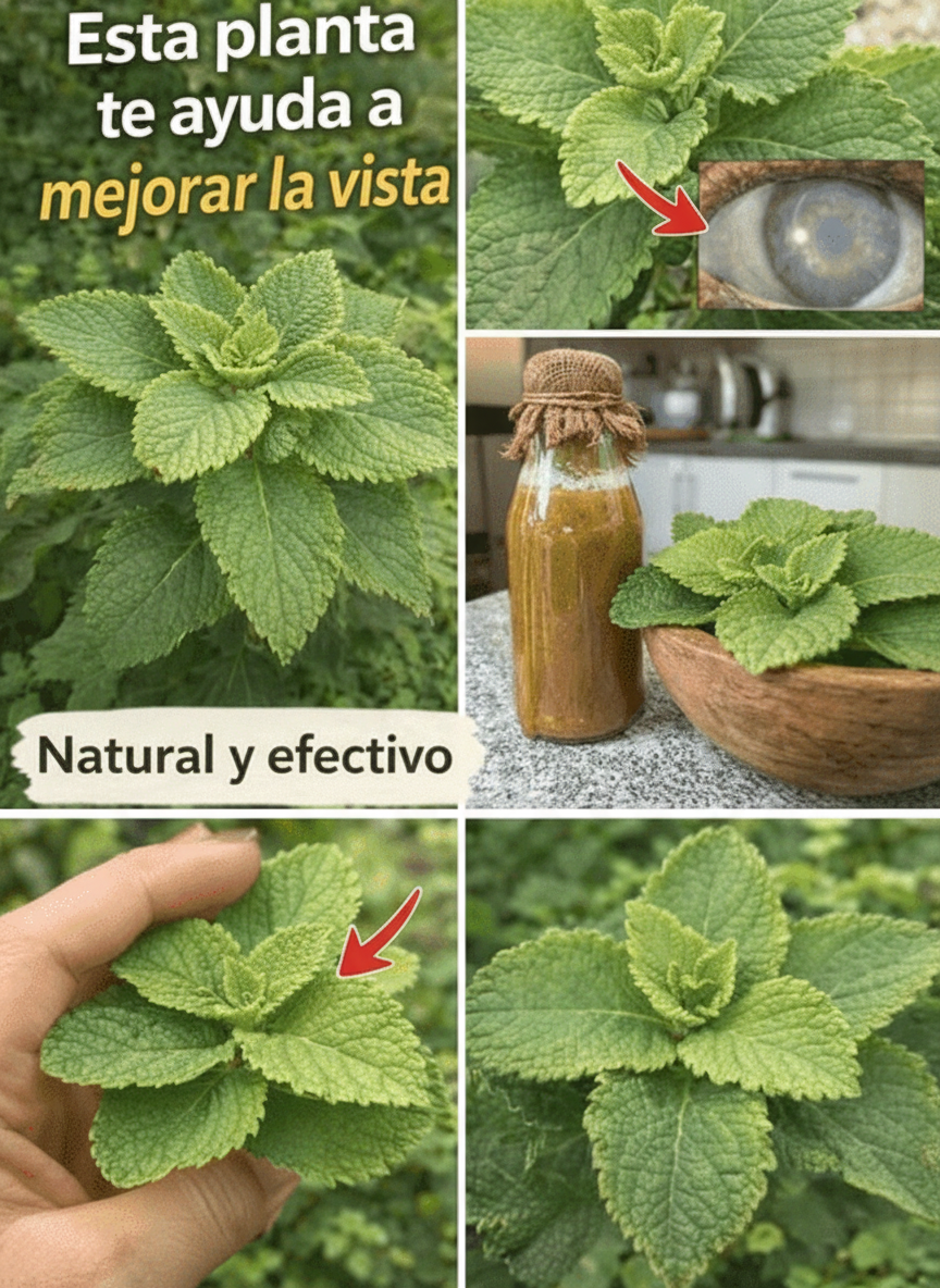 🍀 Descubre la Hierba Natural que Impulsa el Bienestar Visual de Forma Holística