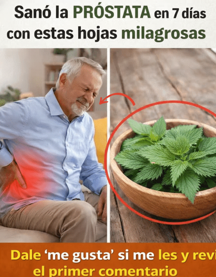 Guía Completa: La Ortiga como Aliada Natural para el Bienestar Prostático